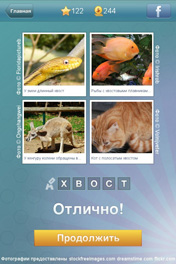 Хвост